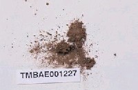 藏品(長齒小石苔)的圖片